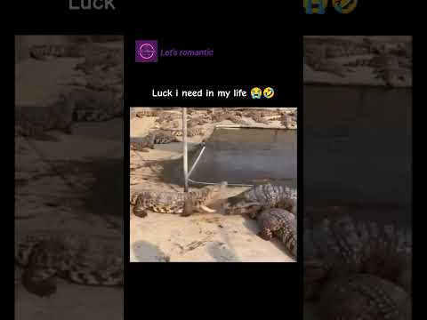 Luck i need in my life ๐ญ๐คฃ #funny #memes #viral #shortvideos #trending #animals #love