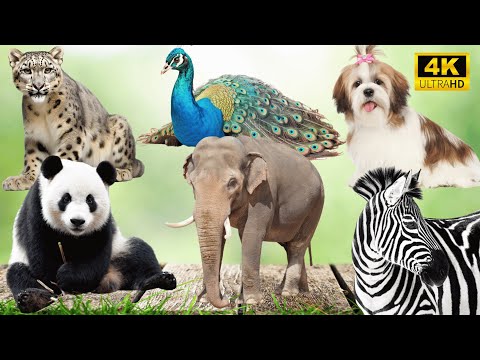 Unforgettable Animal Encounters: Leopard, Peacock, Dog, Panda, Elephant, Zebra  - Animal Sounds