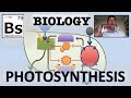 Photosynthesis Concepts and Processes