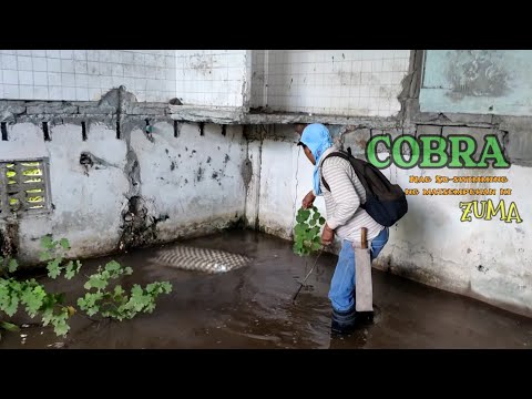 COBRA NAG SU SWIMMING NG MA TSEMPUHAN NI ZUMA | ZUMA HARING AHAS #ZUMAHARINGAHAS