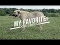 Dog Breeds and Their Characteristics