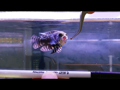2. Wild Baby Oscar Tank – Gets into Trouble Already!