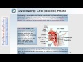 Anatomy of Swallowing and Digestion