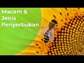 Penyerbukan pada Tumbuhan