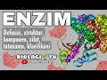Enzyme Properties and Functions