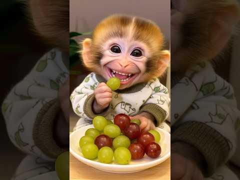 Adorable Baby Monkey Loves Grapes | Cutest Snack Time Ever 🐒💚