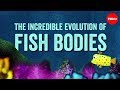 The Evolutionary Design of Fish Bodies