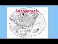 Understanding Lomes in Cells