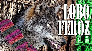 3 CUENTOS INFANTILES DEL LOBO FEROZ: Los tres cerditos, Caperucita Roja y Los Siete Cabritill