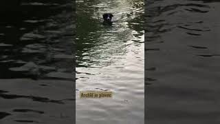 Archie je plavec #swim #plavec #darling #bordercollie