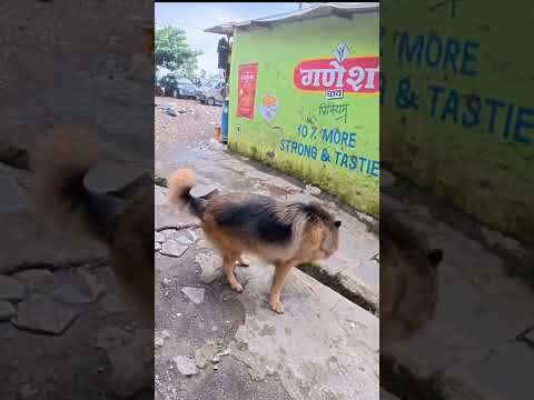 दुसऱ्यांनी उचलून घेतलेला आवडत नाही 😡Tiger got angry. संपूर्ण व्हिडिओची लिंक डिस्क्रिप्शन मध्ये पहा.