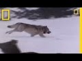 Yellowstone Wildlife Survival Challenges