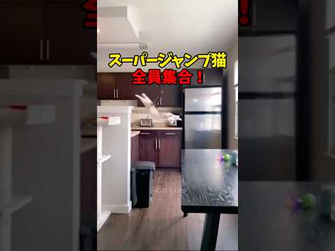 飛べない猫は、ただの猫✈️ #猫 #cat #cats #cute
