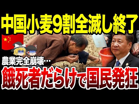 【ゆっくり解説】中国とんでもない農業崩壊！小麦9割全滅で国民の飢餓と内戦で国家破綻に。