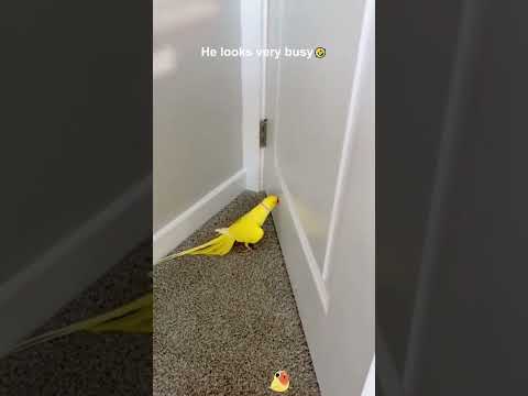 Parrots are imitators of masters🥰🤪🤣🦜#fypツ #foryou #usa🇺🇸 #parrot #funnyvideos #imitation #pets