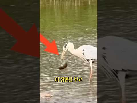 뛰는 생쥐 위, 나는 왜가리 ㄷㄷ