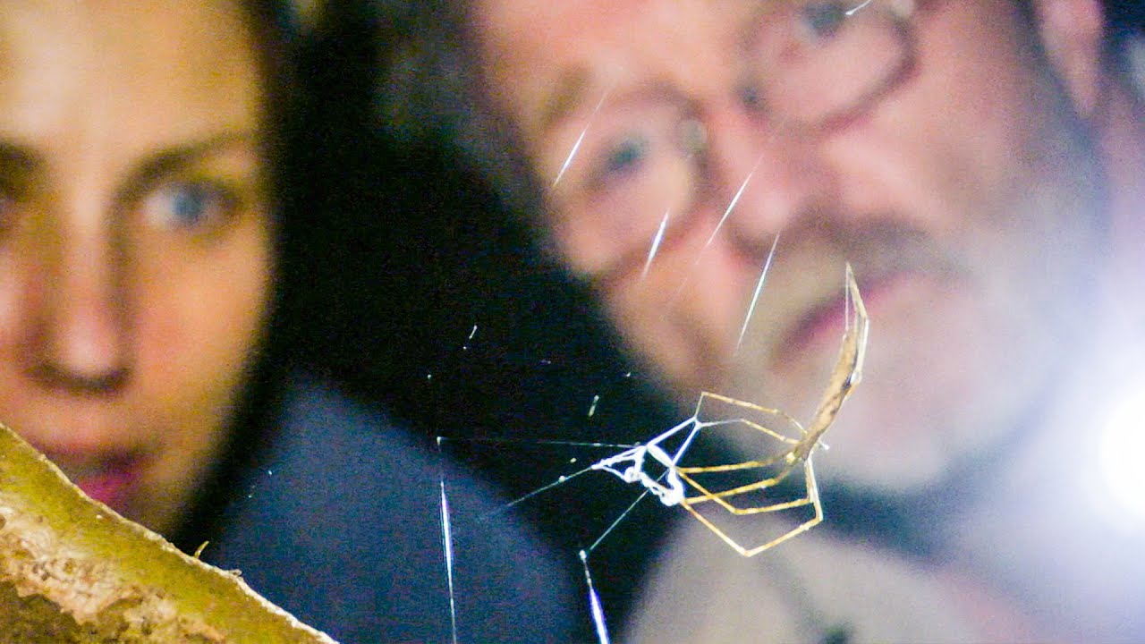 Net-Casting Spider Ensnares Prey The Dark: Nature's Nighttime World BBC Earth