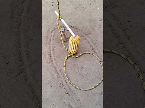 Armadilha de sobrevivência para pegar animais #caça #natureza #selva #armadilha #animais #shorts