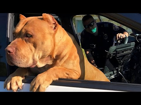 Massive Pit Bull Causes Chaos! You Won't Believe the Unexpected Twist When Officers Arrive!