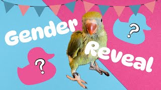 Baby’s Gender Reveal!