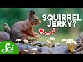Animal Food Preservation Techniques
