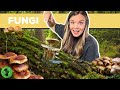 Fungi: Characteristics and Functions