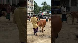 গরুর হাটের ছোট্ট Vlog 😎✌️🐂 | #panthashahria