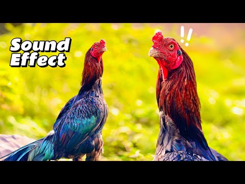 Hen Sound To Attract Roosters🐔(Part 2 Long Video) Chicken Sound Effects Free