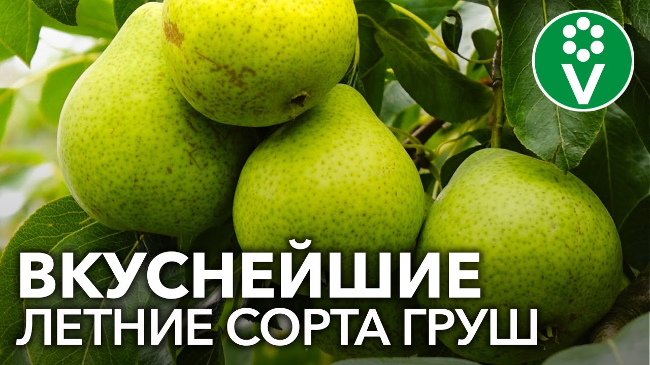 Самые сладкие и сочные сорта летних груш. Груша забава, августовская роса, юрате, маслянистая летняя