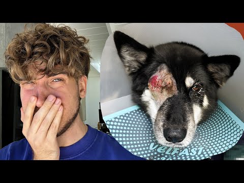 What happened to my dog Lark...