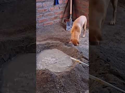 Perro trabajador