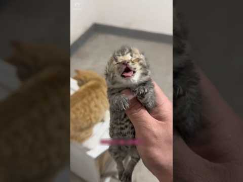 Seekor Anak Kucing Yang Tidak Berdaya 🥺
