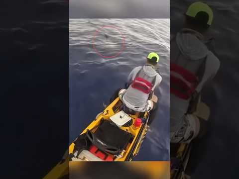 Never Let Your Legs Dangle Off a Kayak… 🦈😳 #shark #fishing
