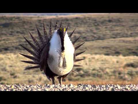 Greater Sage-Grouse - YouTube 北美松雞求偶(25秒)