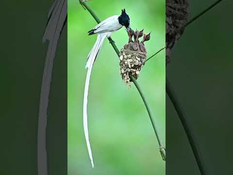 Indian Paradise Flycatcher feeding her chicks. #wildlifephotography #birdphotography #nikon #nature