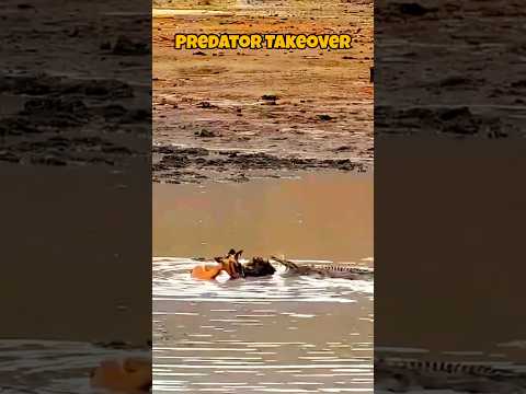 Wild Dog Hunt Interrupted by Crocodile in Dramatic Predator Showdown
