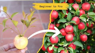 Grow More Fruit, Faster: The Ultimate Grafting Techniques Guide