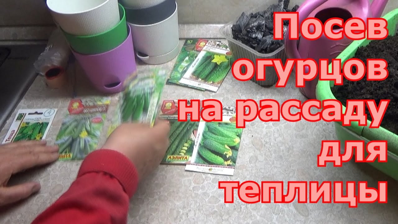 Посев огурцов на рассаду для раннего урожая для выращивания в теплице. Как рассчитать срок посева
