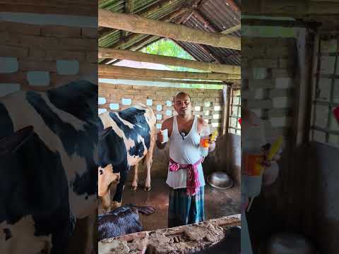 মশা মাছি কিভাবে তাড়াতে হয় তা জেনে নিন? #cow #youtubeshorts #animals #viralshort