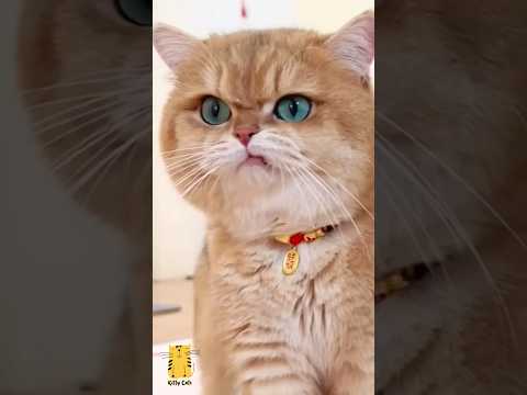 Funny Cat & Cute Kittens513😻 #shorts #kucing #kucinglucu #funny #pet #cat #foryou #viral #viralvideo