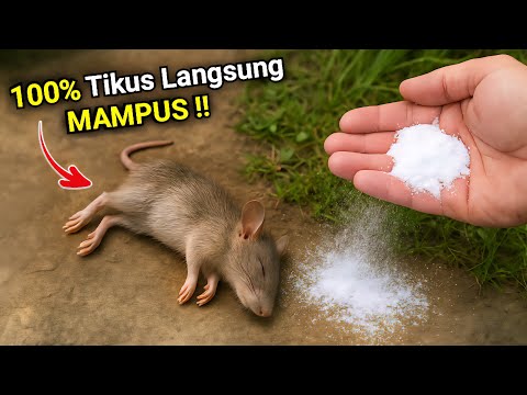 KENAPA TIDAK DARI DULU‼️Padahal banyak yang butuh RAMUAN ini