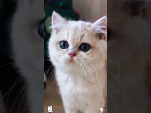 Cute little baby kitten 😱🤪🥰 #shorts #kitten
