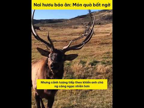 Nai hươu báo ân: Món quà bất ngờ từ thiên nhiên