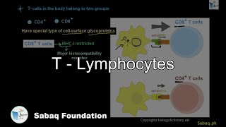T - Lymphocytes