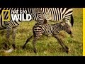 Animal Babies and Their Early Life