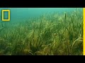 Shark Attacks and Estuarine Ecosystems