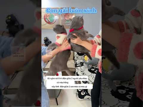 Tĩnh Điện Giữa 2 Con Mèo Có Màu Gì