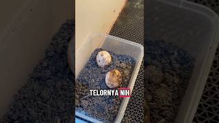 KITA BIKIN PUSAT KESEHATAN TELOR NIH? 😂