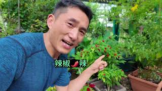 辣椒🌶️挑战