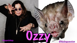 ¿Qué Murciélago Mordió Ozzy? Por el Biologo ! 🦇🤯